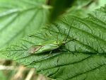Weichwanze    (Calocoris alpestris)