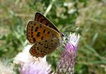 Brauner Feuerfalter  w.   (Lycaena tityrus)