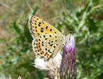 Brauner Feuerfalter  w.   (Lycaena tityrus)