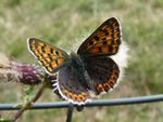 Brauner Feuerfalter  w.    (Lycaena tityrus)