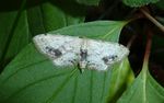 Braungewinkelter Zwergspanner   (Idaea dimidiata)