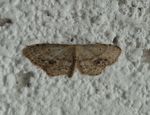 Braungewinkelter Zwergspanner   (Idaea dimidiata)