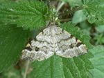Braungrauer Eckflügelspanner   (Macaria signaria)
