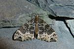 Braunleibiger Springkrautspanner   (Ecliptopera silaceata)