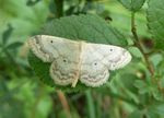Breitgesäumter Zwergspanner   (Idaea biselata)