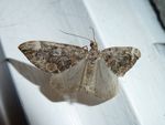 Buschhalden-Blattspanner   (Dysstroma citrata)