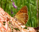 Dukatenfalter   (Lycaena virgaureae)