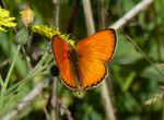 Dukatenfalter  m.   (Lycaena virgaureae)