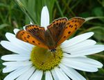 Dukatenfalter w.   (Lycaena virgaureae)