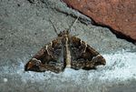 Dunkelbrauner Haarbüschelspanner   (Eulithis prunata)