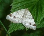 Fichten-Eckflügelspanner   (Macaria signaria)