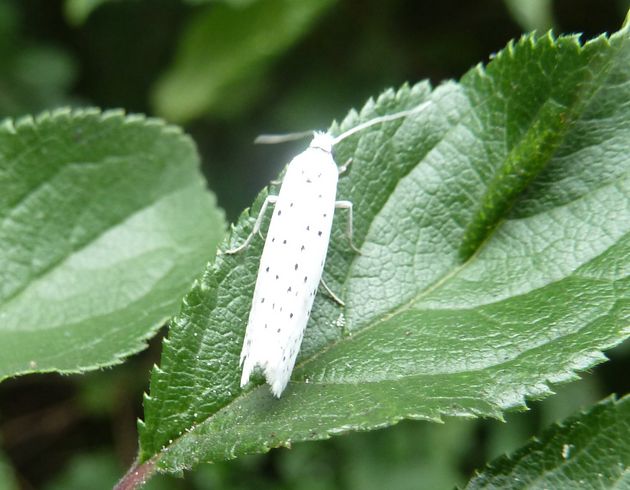 Pfaffenhütchen-Gespinstmotte   (Yponomeuta evonymella)