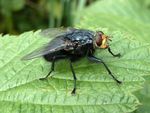 Blaue Schmeißfliege   (Calliphora vicinia)