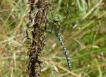 Blaugrüne Mosaikjungfer m.   (Aeshna cyanea)