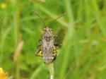 Brennesselwanze   (Heterogaster urticae)