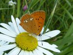 Dukatenfalter w.   (Lycaena virgaureae)