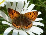Dukatenfalter w.   (Lycaena virgaureae)