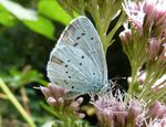 Faulbaumbläuling   (Celastrina argiolus)