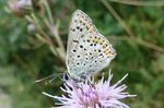 Geißklee-Bläuling     (Plebejus argus)
