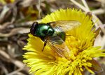 Goldfliege   (Lucilia caesar)