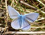 Hauhechelbläuling  m.   (Polyommatus icarus)