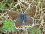 Hauhechelbläuling  w.   (Polyommatus icarus)