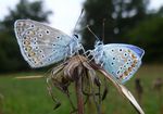 Hauhechelbläulinge    (Polyommatus icarus)
