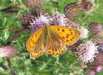 Kleiner Feuerfalter   (Lycaena phlaeas)