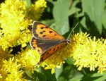 Kleiner Feuerfalter   (Lycaena phlaeas)