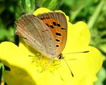 Kleiner Feuerfalter    (Lycaena phlaeas)