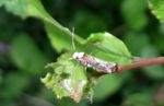 Kleistermotte   (Endrosis sarcitrella) 