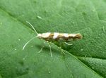 Knospenmotte   (Argyresthia goedartella)
