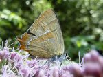 Nierenfleck-Zipfelfalter    (Thecla betulae)