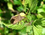 Saumwanze   (Coreus marginatus)