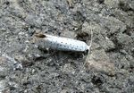 Traubenkirschen-Gespinstmotte    (Yponomeuta evonymella) 