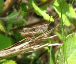 Brauner Grashüpfer   (Chorthippus brunneus)