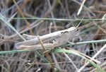 Brauner Grashüpfer   (Chorthippus brunneus)