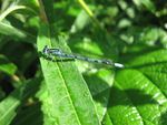 Hufeisen-Azurjungfer    (Coenagrion puella)