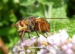 Igelfliege I.   (Echinomyia fera)