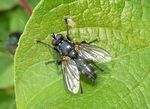 Raupenfliege    (Lydella stabulans) 