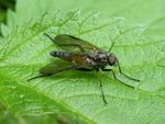 Schnepfenfliege   (Rhagio notatus)
