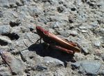 Brauner Grashüpfer  -rote Variante-     (Chortthippus brunneus)