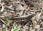 Brauner Grashüpfer   (Chorthippus brunneus)
