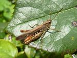 Brauner Grashüpfer   (Chorthippus brunneus)