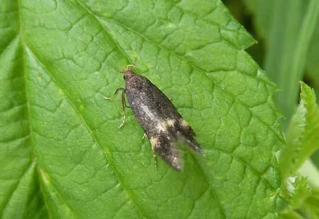 Breitflügelmotte   (Borkhausenia minutella)