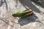 Gemeiner Grashüpfer   (Chorthippus parallelus)