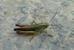 Gemeiner Grashüpfer   (Chorthippus parallelus)