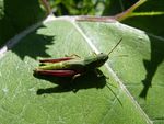 Gemeiner Grashüpfer    (Chorthippus parallelus)
