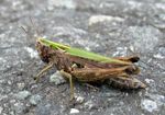 Gemeiner  Grashüpfer   (Chorthippus parallelus)