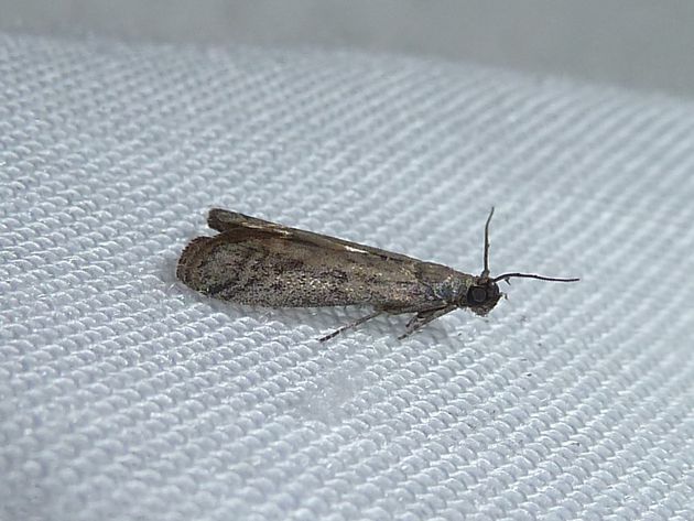 Samenmotte    (Hofmannophia pseudosprella)